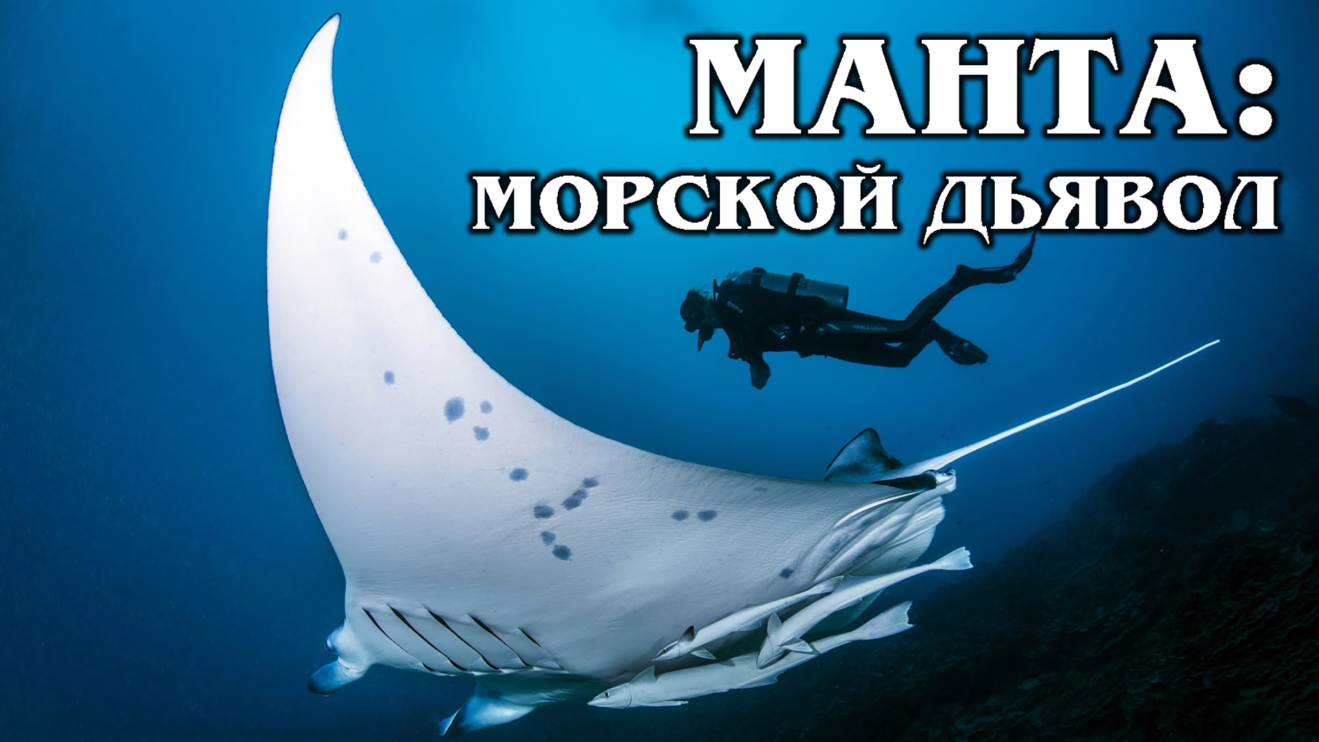 МАНТА (ГИГАНТСКИЙ МОРСКОЙ ДЬЯВОЛ): Самый большой скат в мире | Факты про морских и речных обитателей