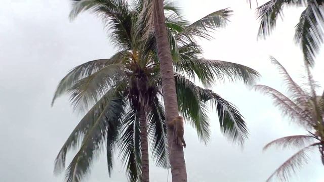 Экскурсия по острову Самуй смотреть онлайн