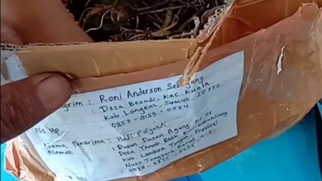 Unboxing Bibit Keladi Hias atau Caladium || Jual Beli Keladi Hias Online смотреть онлайн