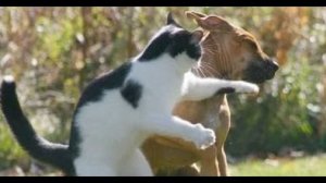 ? Кто в доме главный? ?Приколы с котами и собаками 2022 #25