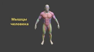 Строение мышц, изучаем в 3D