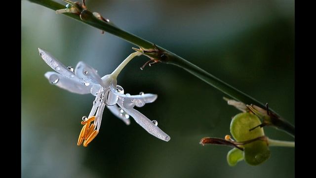 Petite Fleur - Маленький Цветок (Clarinet) смотреть онлайн