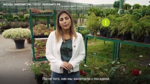 Как посадить малину? Как правильно посадить малину на садовом участке?