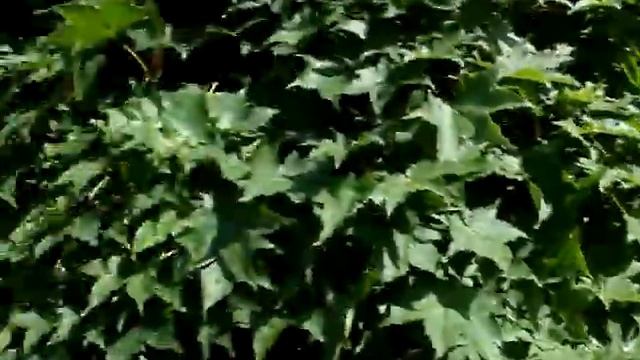 Стрижка и обрезка формированных кленов смотреть онлайн