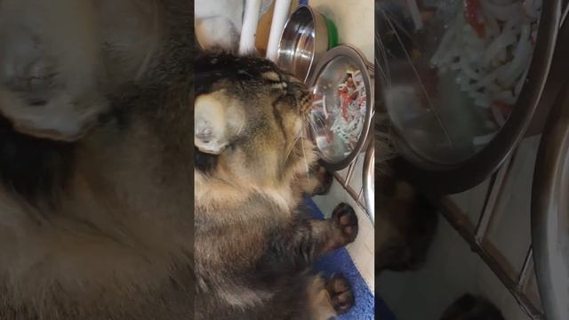 Завтрак кота, д-123 Рисовые макароны, телятина смотреть онлайн