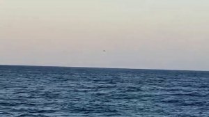 акулы Шарм-эль-Шейх, shark bay, sharks, Egypt