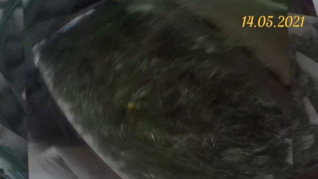 Чай из чёрной смородины. Заготовка листьев с цветами на ФитоЧай. Когда обрезать чёрную смородину?