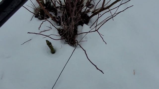 голубика .обрезка зимой 2024 смотреть онлайн