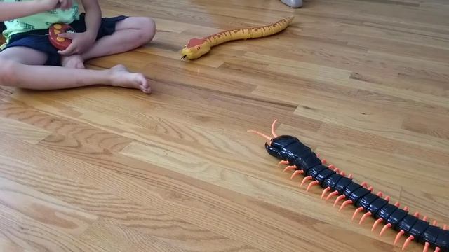 Змея на пульте управления Борьба: ЗМЕЯ против СОРОКОНОЖКИ - КТО БЫСТРЕЕ? Радиоуправляемые игрушки смотреть онлайн