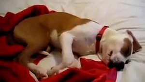 Собака смеется