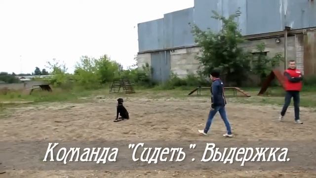 Дрессировка собак в Иваново. Воспитание щенков.