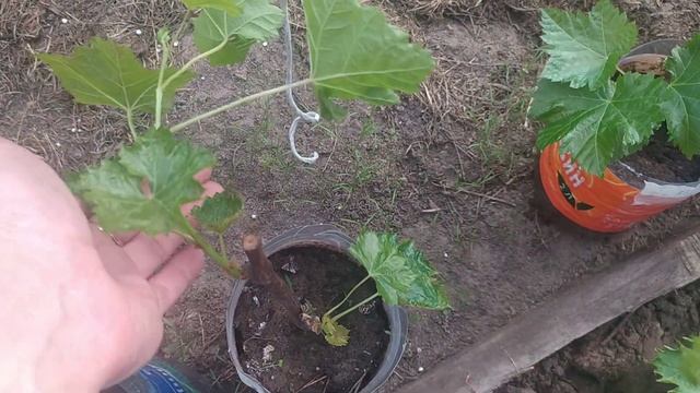 Перенесла саженцы винограда в теплицу. Надеюсь не померзнут.