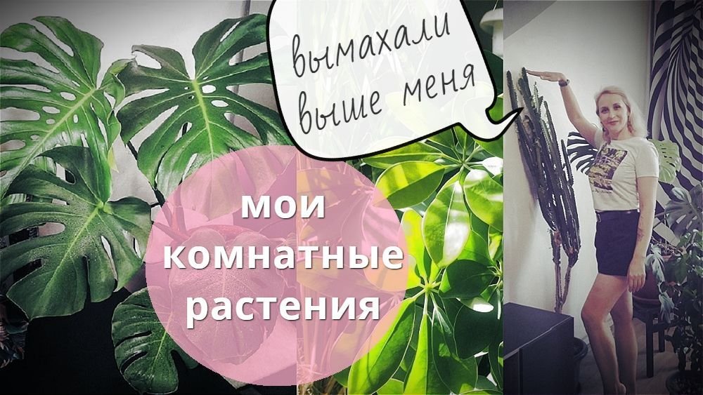 Моя коллекция комнатных растений