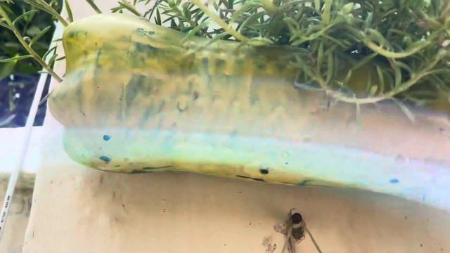 How to grow Portulaca. Care of Gul dupehri. Growing Plants in Plastic bottles. Summer flower 🌺 смотреть онлайн