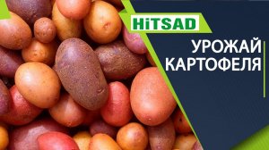 Как получить большой урожай картофеля