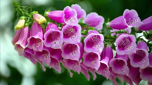 Топ 5 смертельно ядовитых цветов нашего сада!!! смотреть онлайн