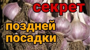 Чеснок под ЗИМУ.  Расскажу все секреты, как и когда сажать чеснок для богатого