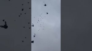 Лет голубей,николаевские голуби ростовской области