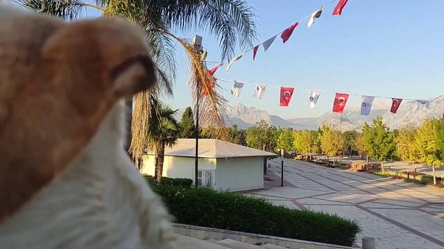 Лабрадор Бетти из России в Турцию, Позади 4000 Километров смотреть онлайн