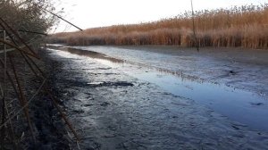 Рыбалка в Астрахани 2, руками, толстолобик, сазан, амур!!!
