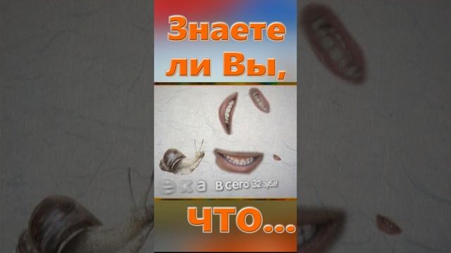 Знаете ли вы, Что? Улитка