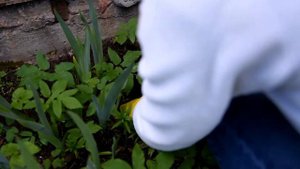 Мастер-класс по выращиванию рассады мальвы, или шток-розы розовой