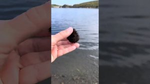 Как скрещивать морских ежей?