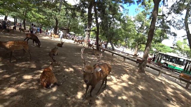 Олени в Наре, Япония смотреть онлайн