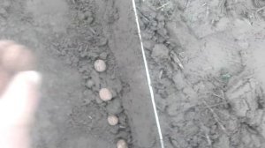 Посев ОРЕХА ГРЕЦКОГО под зиму ПРАВИЛЬНО! /// САД.БЕЛ