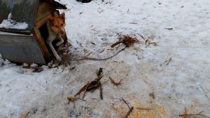 Собака на цепи.