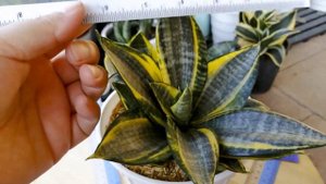 sansevieria hahnii lucille polan