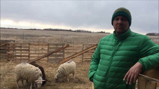 Канадский фермер. Неделя 12 смотреть онлайн