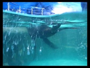 В океанариуме