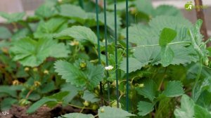 Как бороться с нематодой. САМЫЕ НАДЕЖНЫЕ СПОСОБЫ