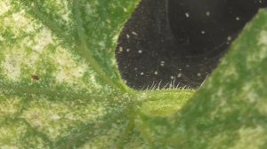 Что из себя представляет паутинный клещ