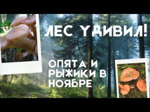 ОПЯТА и РЫЖИКИ! Грибы ноября на КУБАНИ.