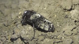 ИНСЕКТАРИЙ: 172. Стафилин Падальный (Creophilus maxillosus)