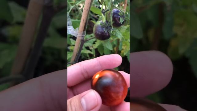 indigo rose cherry tomatoes seattle PNW gardening