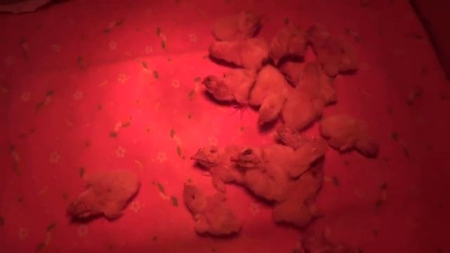 ПП: тарелочки. Уха. Ваня. Кошка в кастрюле. смотреть онлайн