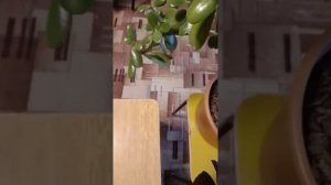 Спасаем денежное дерево(крассулу, толстянка) с мусорки !!!! Часть 1