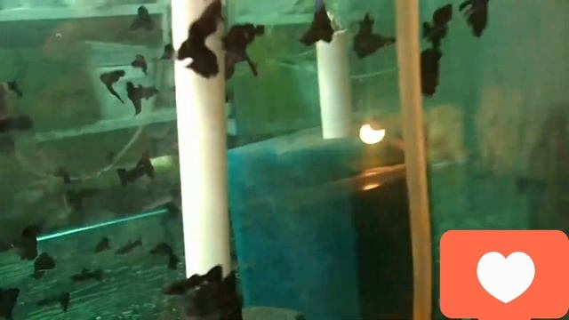 Породы чёрных гуппи! Новая рубрика смотреть онлайн