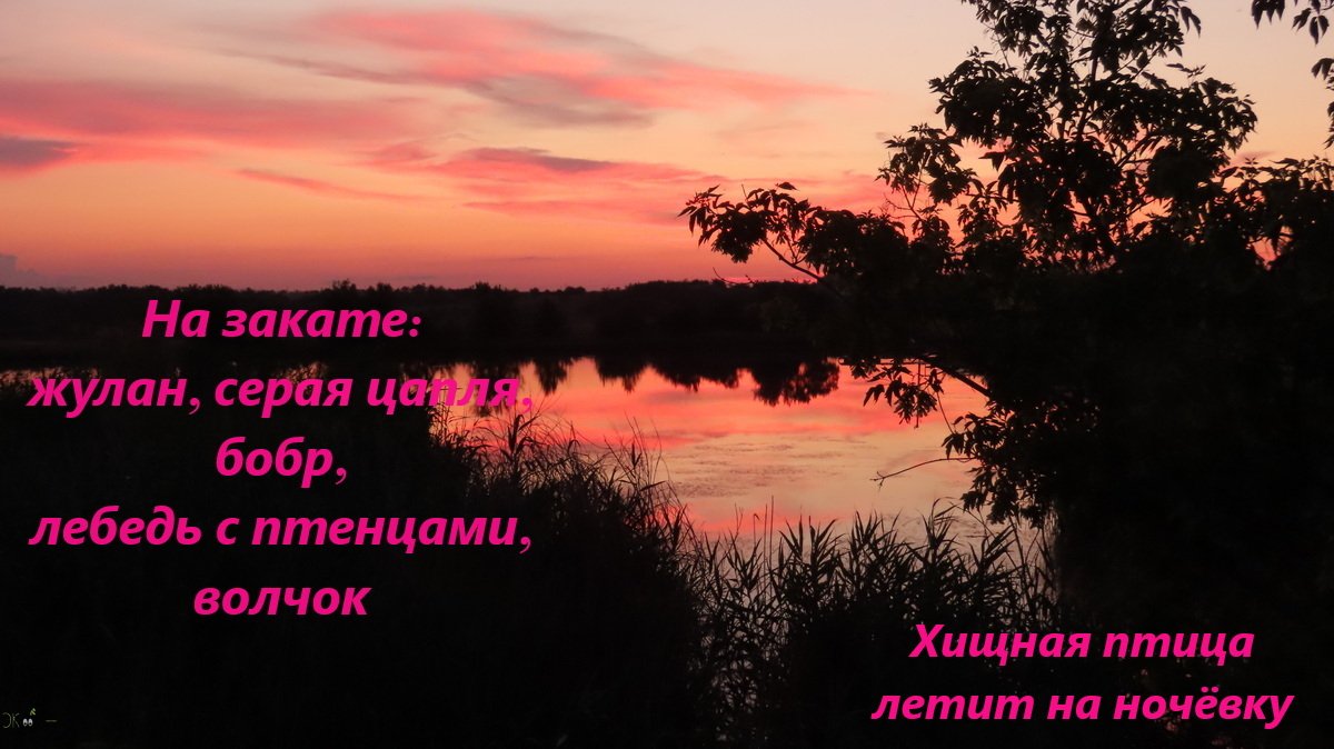 На закате: жулан, цапля, бобр, лебедь с птенцами, волчок. Хищная птица летит на ночёвку, 18.06.24