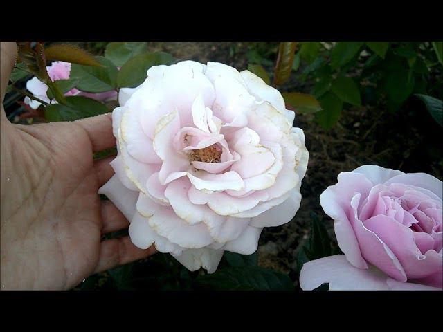 Роза ПАЦИФИК БЛУ (Pacific Blue) смотреть онлайн