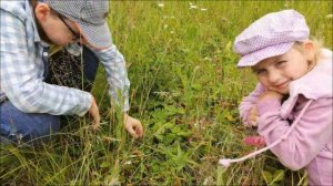 Грибы, грибочки