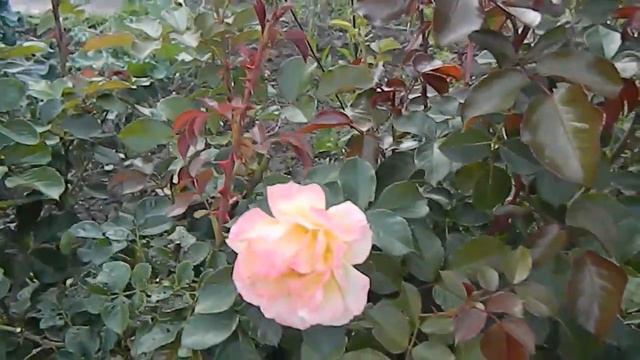 Прощай лето! Уезжаем с дачи смотреть онлайн