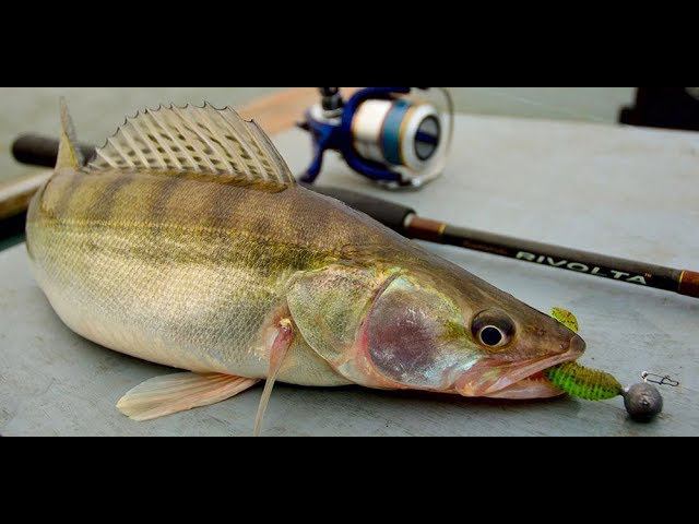 ЛОВЛЯ НА СПИННИНГ | ПОЗДНО ВЕЧЕРОМ | ХОТЕЛОСЬ СУДАКА | смотреть онлайн