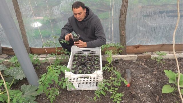 ХОТИТЕ АРБУЗ 15-20 КГ? ПРАВИЛЬНО ВЫРАСТИТЕ РАССАДУ! смотреть онлайн