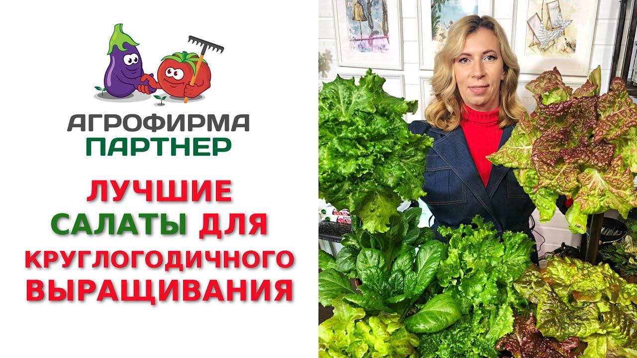 ЛУЧШИЕ САЛАТЫ ДЛЯ КРУГЛОГОДИЧНОГО ВЫРАЩИВАНИЯ