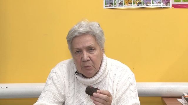 Голова садовая - Технология посадки бегонии смотреть онлайн