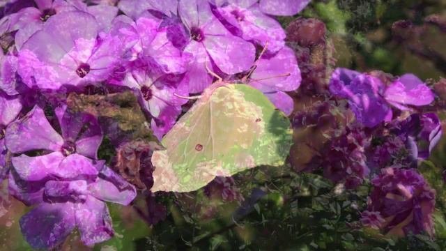 Phlox - Flammenblume смотреть онлайн